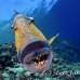 triggerfish_titan_bro_b_ni_h_0573_egy1048.jpg